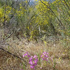 centaurium venustum - canchalagua or charming centaury May 25 2010 centaurium venustum